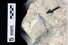 Foto (Detailansicht) von Cracensigillatus acutirostrus (Moericke, 1889) (NHMW-GEO-1990-0041-0377a)